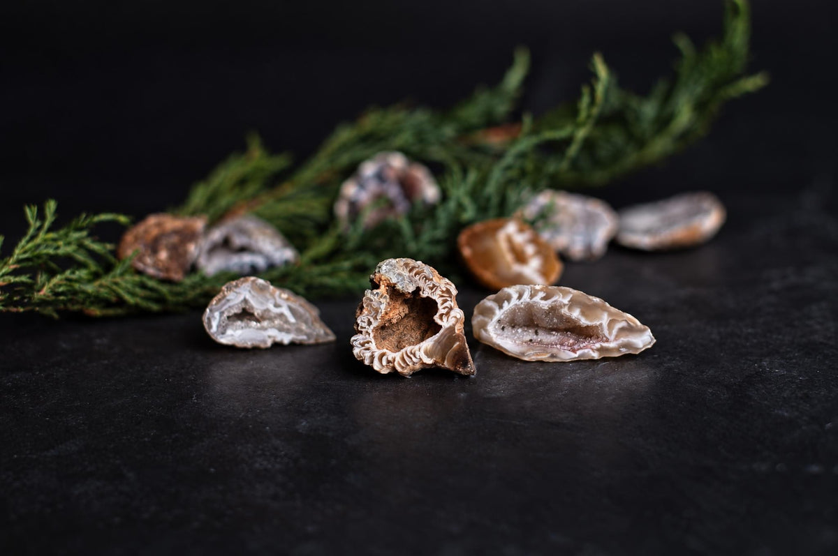 Several raw agate slices with banded interiors rest on a dark surface, accompanied by green foliage in the background.