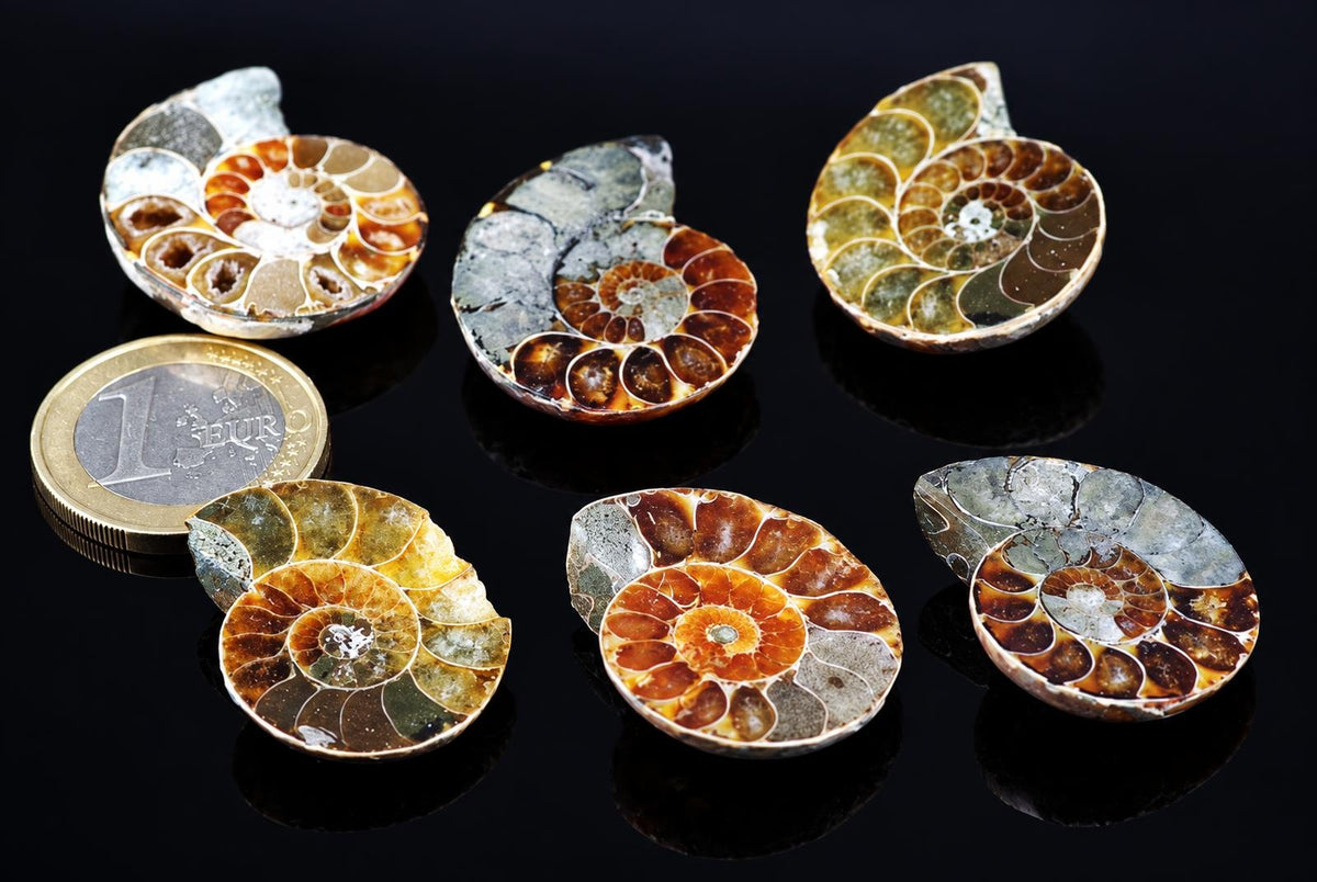 Six ammonite fossils with spiral chambers in brown, green and grey tones on a dark surface next to a one euro coin.