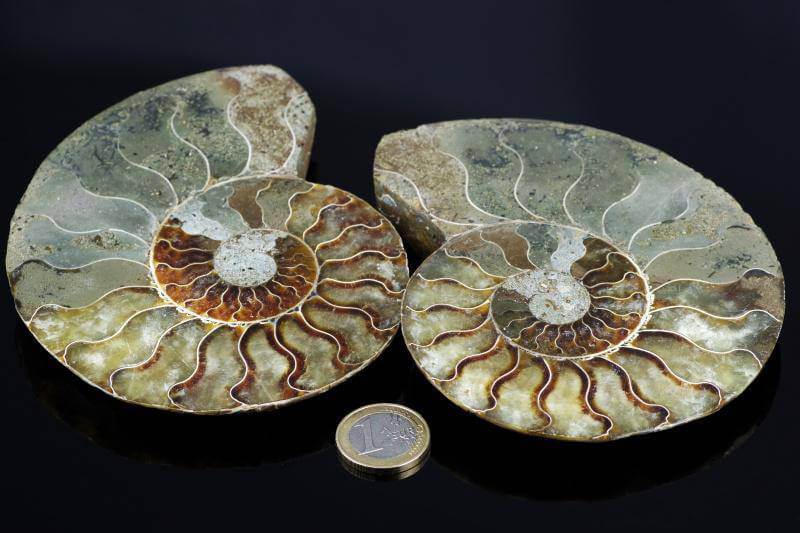 Ammonite fossil – 120mm