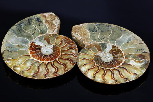Two polished ammonite fossils with spiral chambers in green, brown and cream tones on a dark reflective surface.
