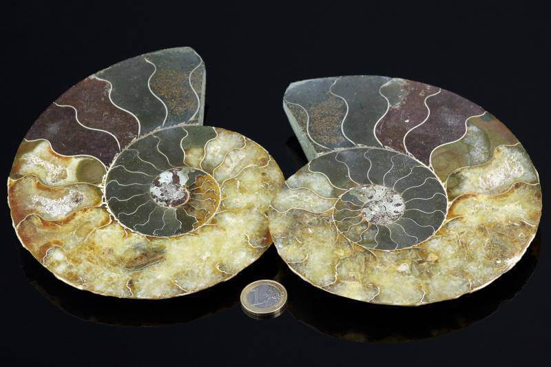Ammonite fossil – 170mm