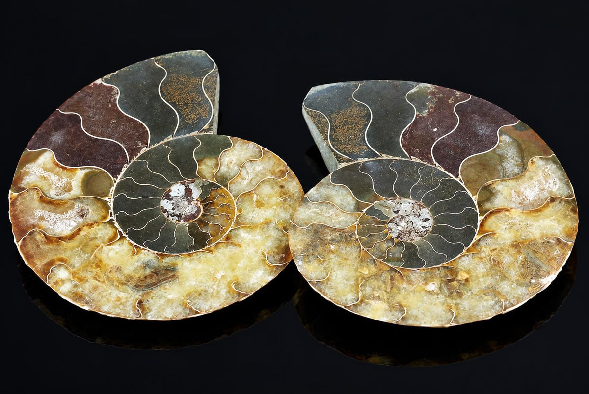Two polished ammonite fossils with spiral chambers, dark and brownish bands, gold-toned lines on a black reflective surface.