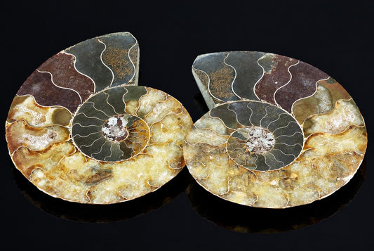 Two polished ammonite fossils with spiral chambers, dark and brownish bands, gold-toned lines on a black reflective surface.