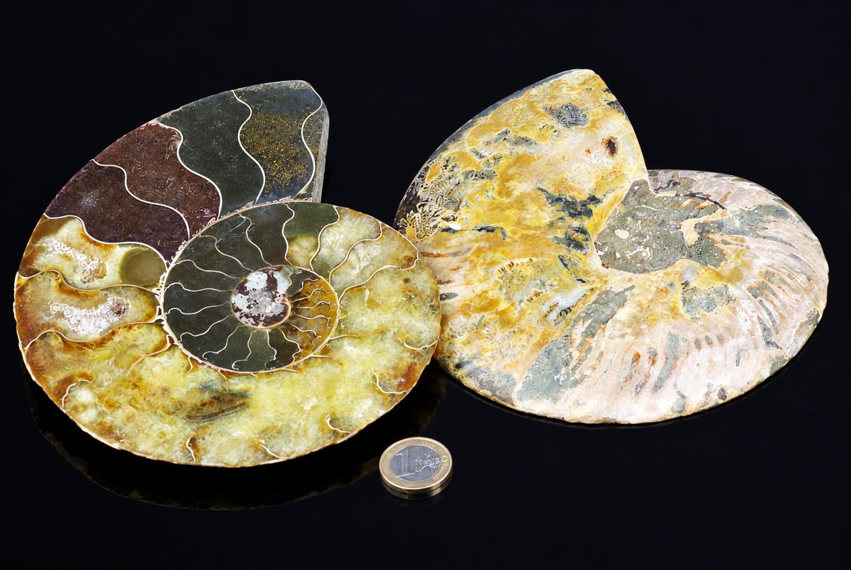 Three polished ammonite fossils with spiral chambers, yellow-green and brown patterns, on a dark surface next to a coin.