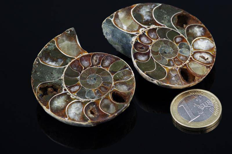 Ammonite fossil – 45-60mm