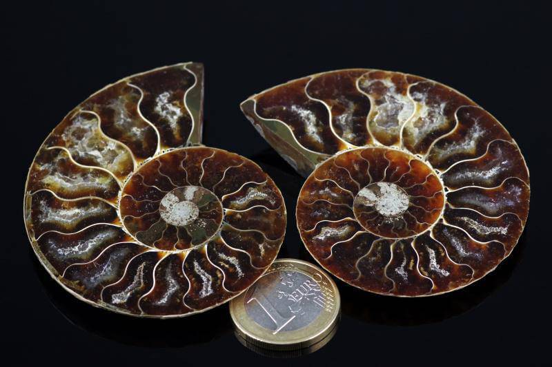 Ammonite fossil – 60-80mm