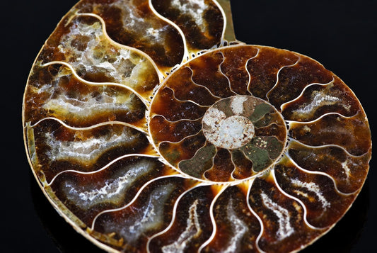 A polished ammonite fossil slice showing a spiral pattern with brown, white and green mineral inclusions on a dark surface.