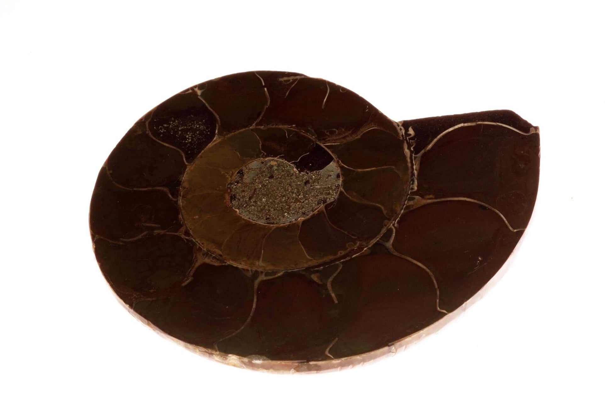 Ammonite fossil – 90-100mm