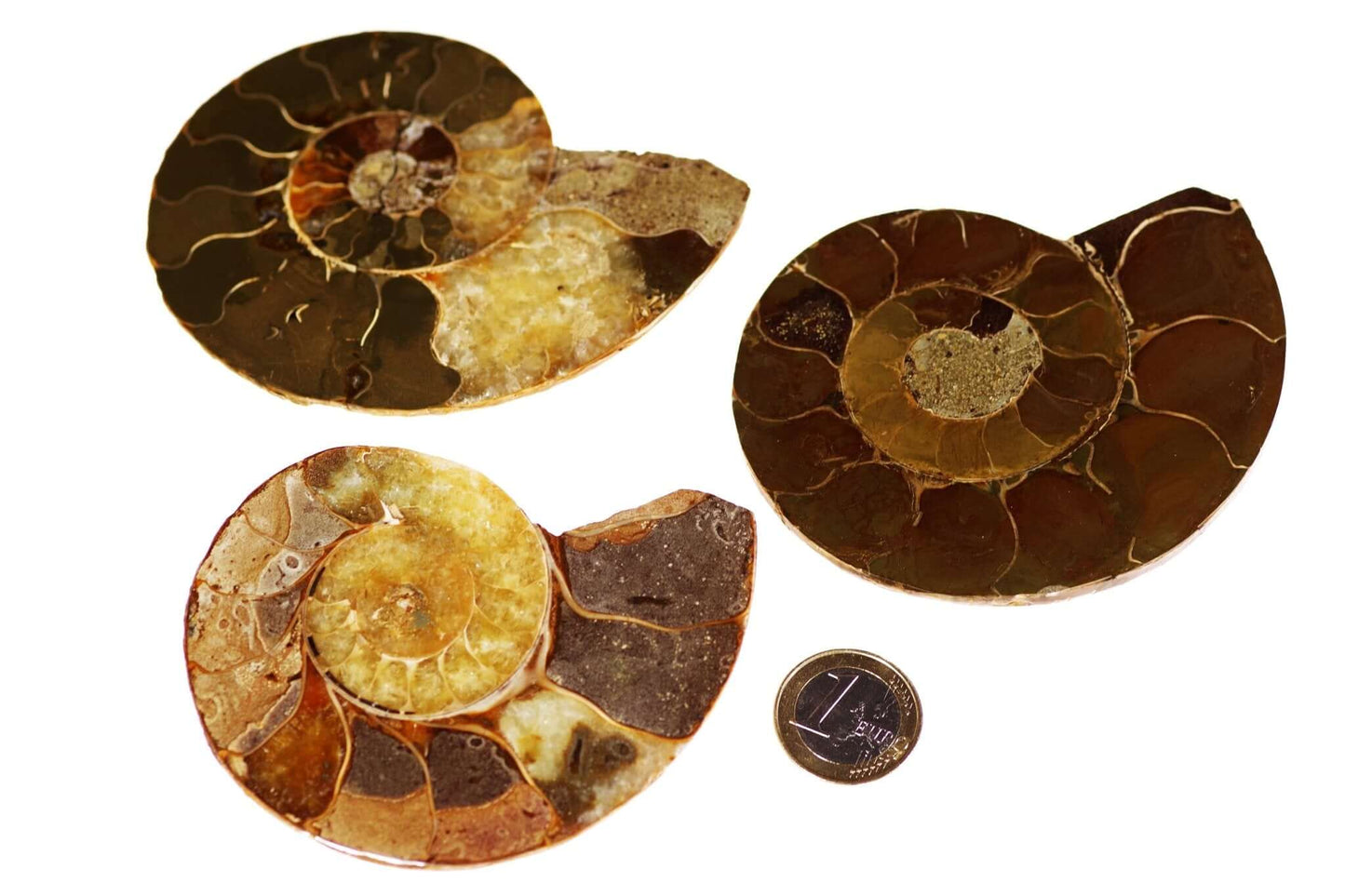 Ammonite fossil – 90-100mm