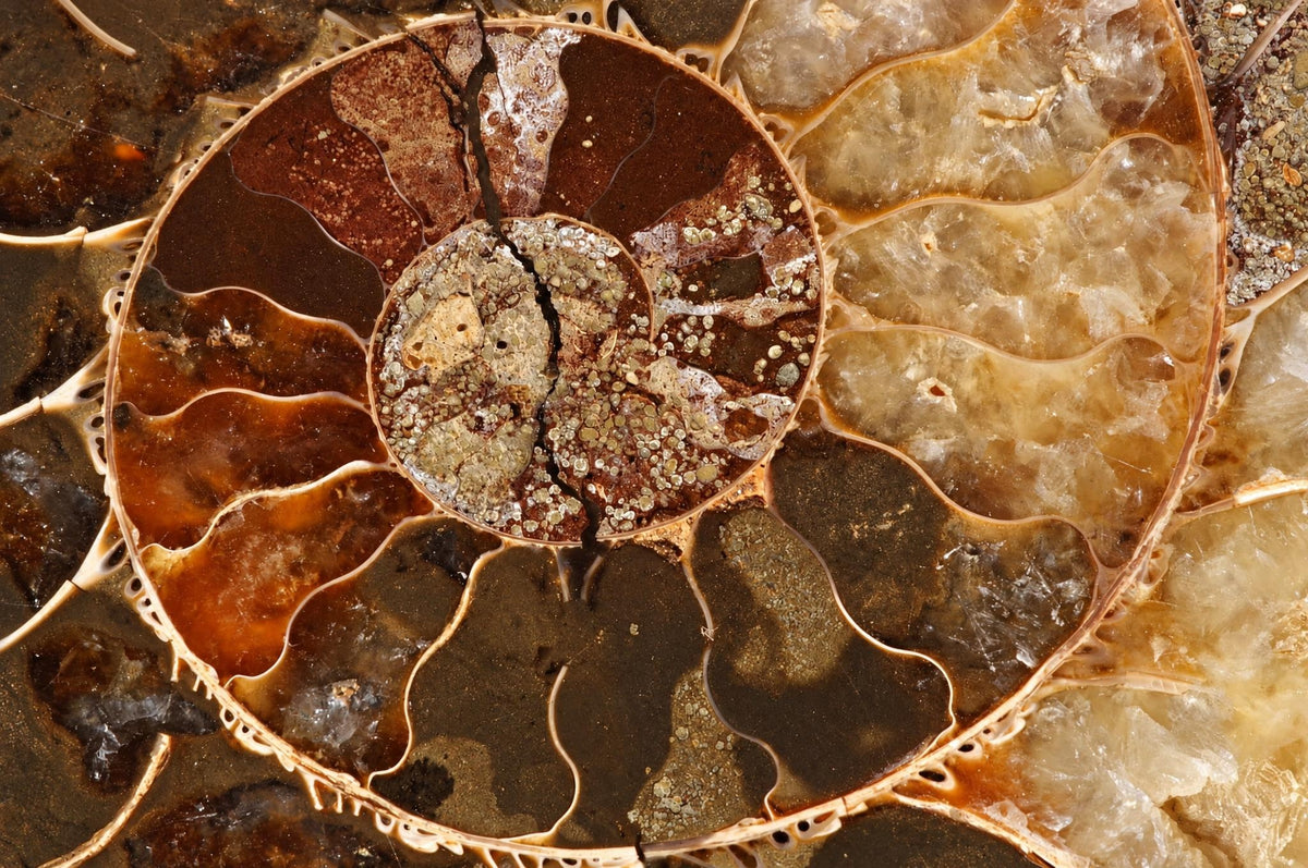 A close view of a polished ammonite fossil shows dark brown spiral chambers surrounding a pale mottled centre.