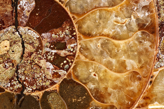 A close view of a polished ammonite fossil shows brown and golden chambers separated by pale curved lines.