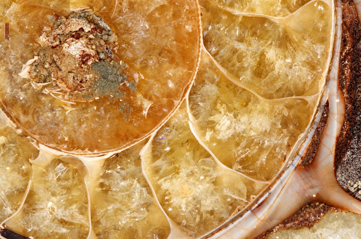 A close-up view of a sliced ammonite fossil showing translucent yellowish-brown internal chambers and a dark, textured outer rim.