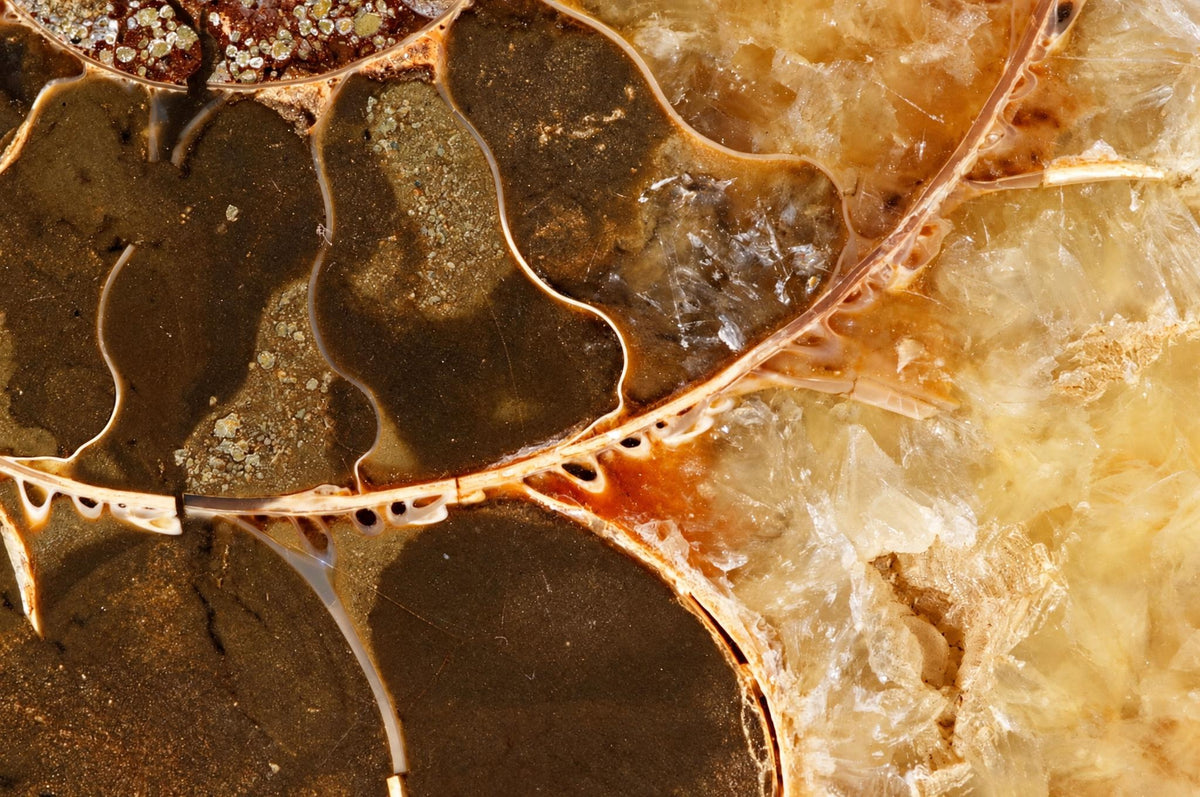 A close-up of a fossilized ammonite shell with dark brown and beige sections, separated by thin white lines.