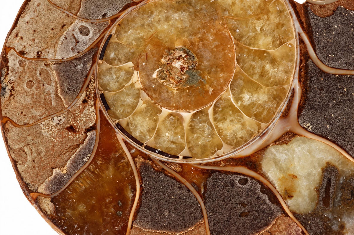A circular ammonite fossil slice with a spiral chamber pattern, showing brown, dark grey and pale yellow mineral sections on a dark surface.