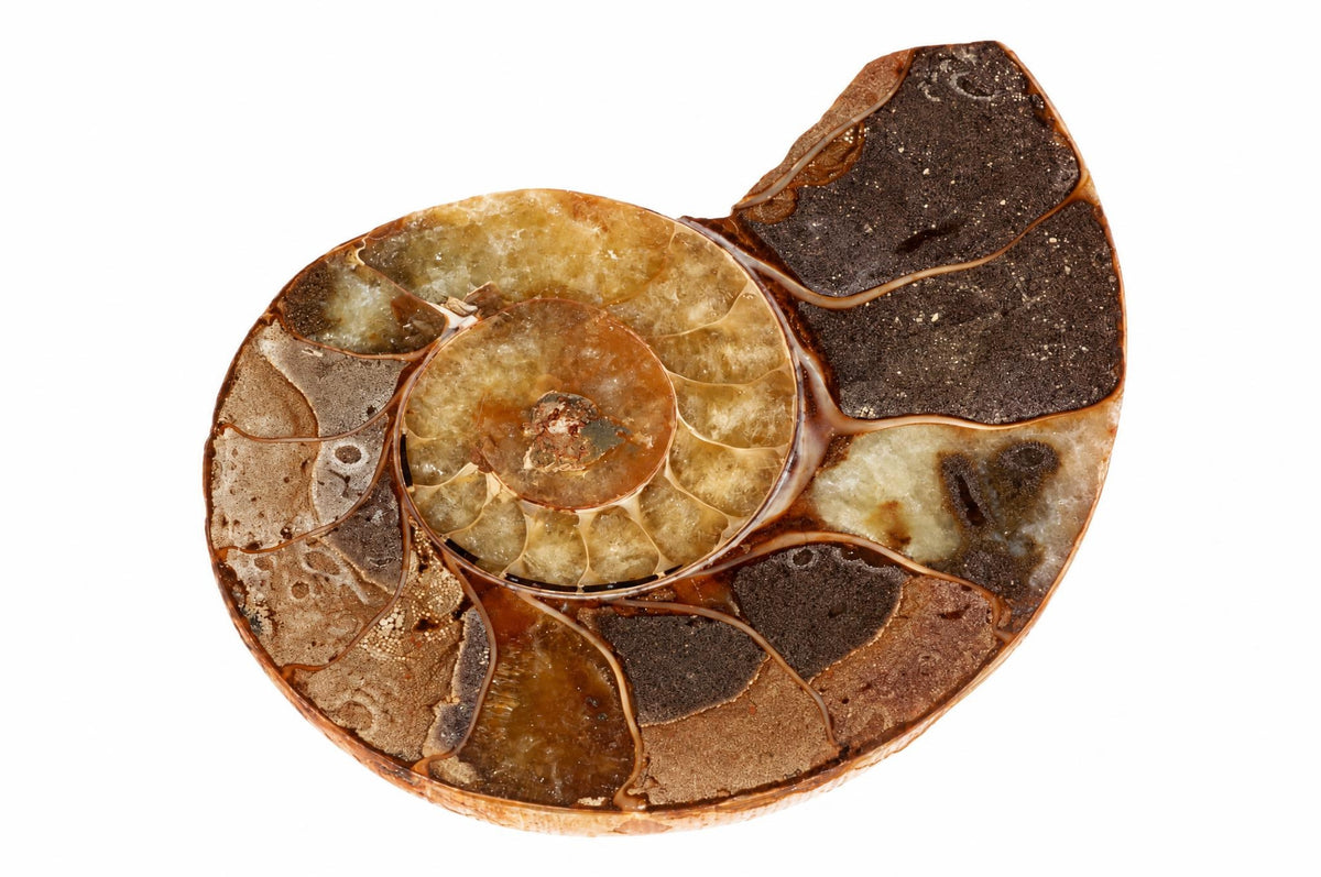 A sliced ammonite fossil on a white background, showing spiral chambers in brown, dark grey and yellow tones.
