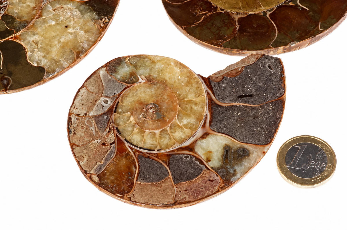 A polished ammonite fossil slice with spiral chambers in dark brown, black, and pale yellow tones on a white surface.