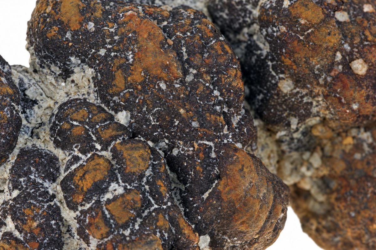 A close-up of a Coprolite specimen showing dark, orange-brown, and white mineral textures on a light surface.