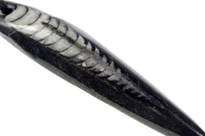 Orthoceras fossil pendant – Unique