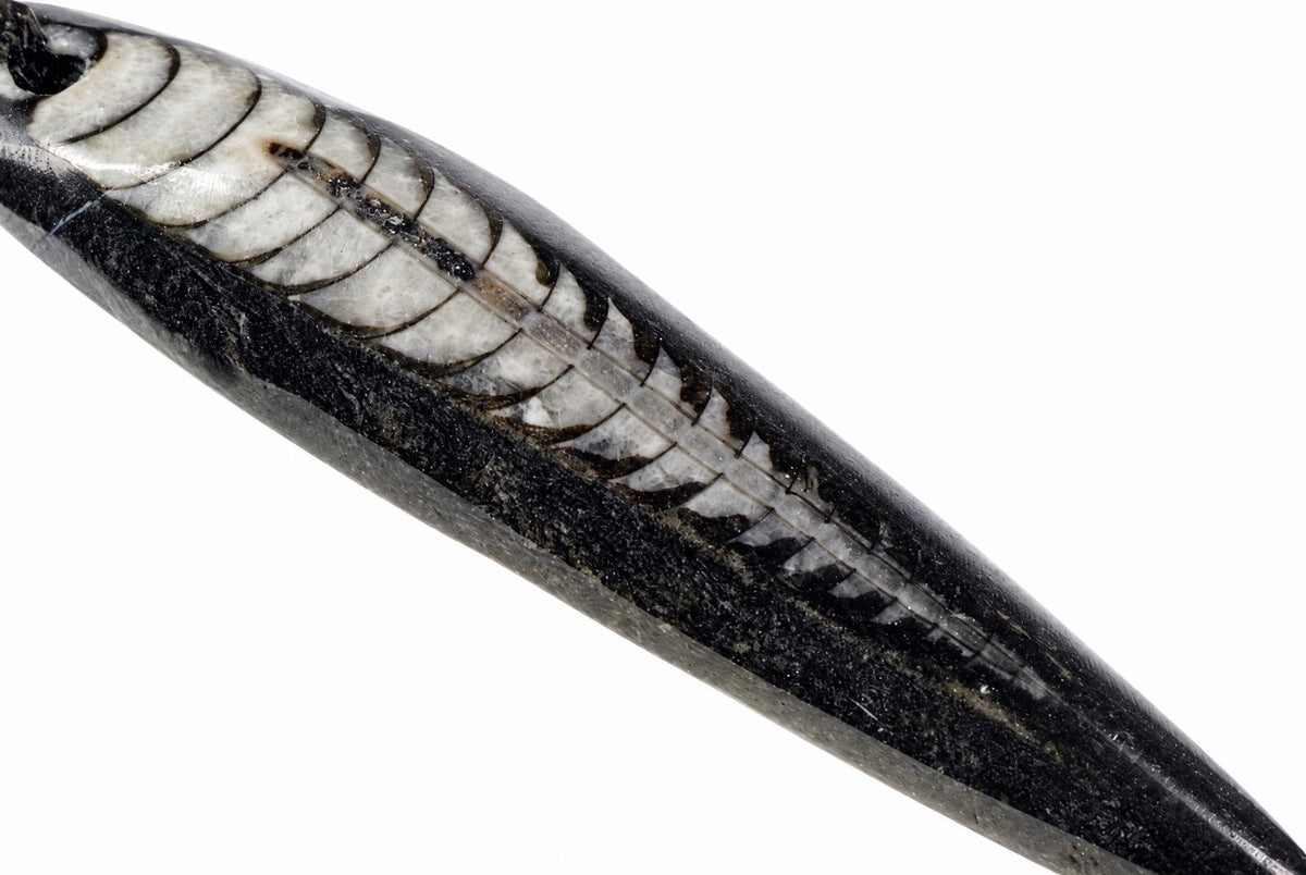 A dark, polished stone pendant with a carved white and black fossilized fish skeleton design on a plain white background.