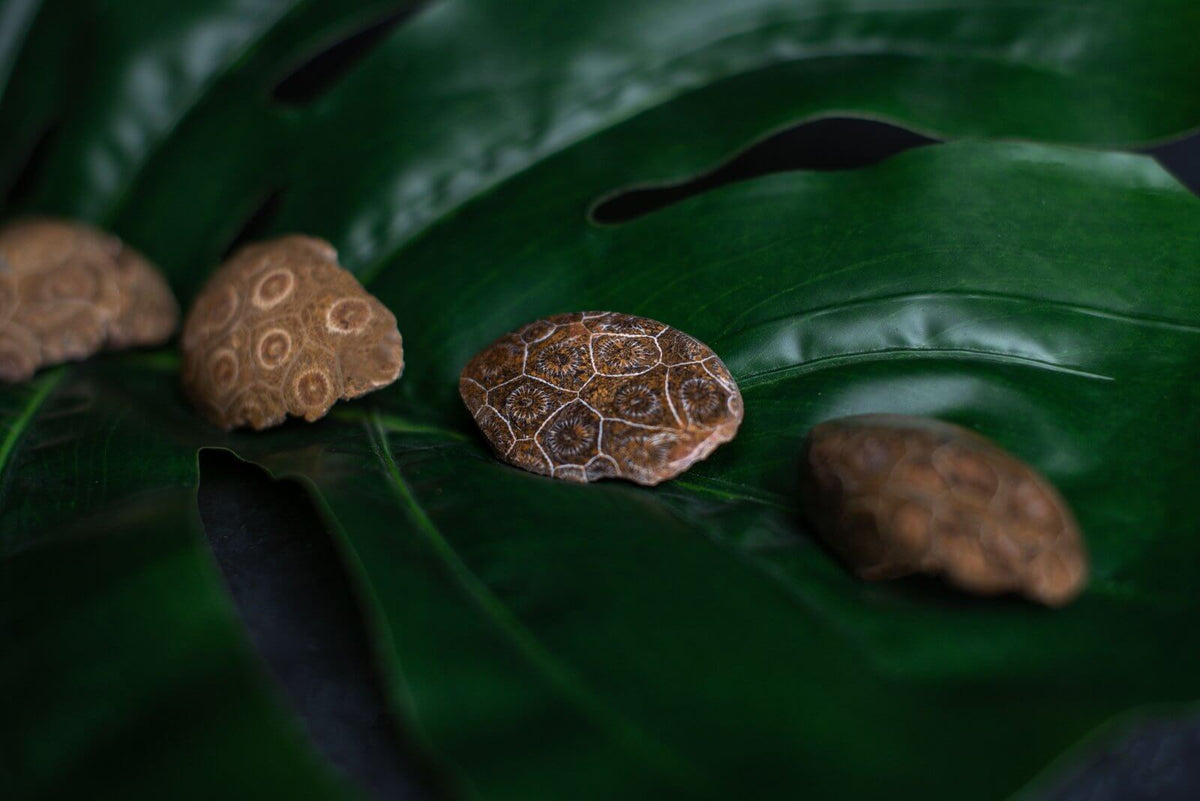 Petrified coral