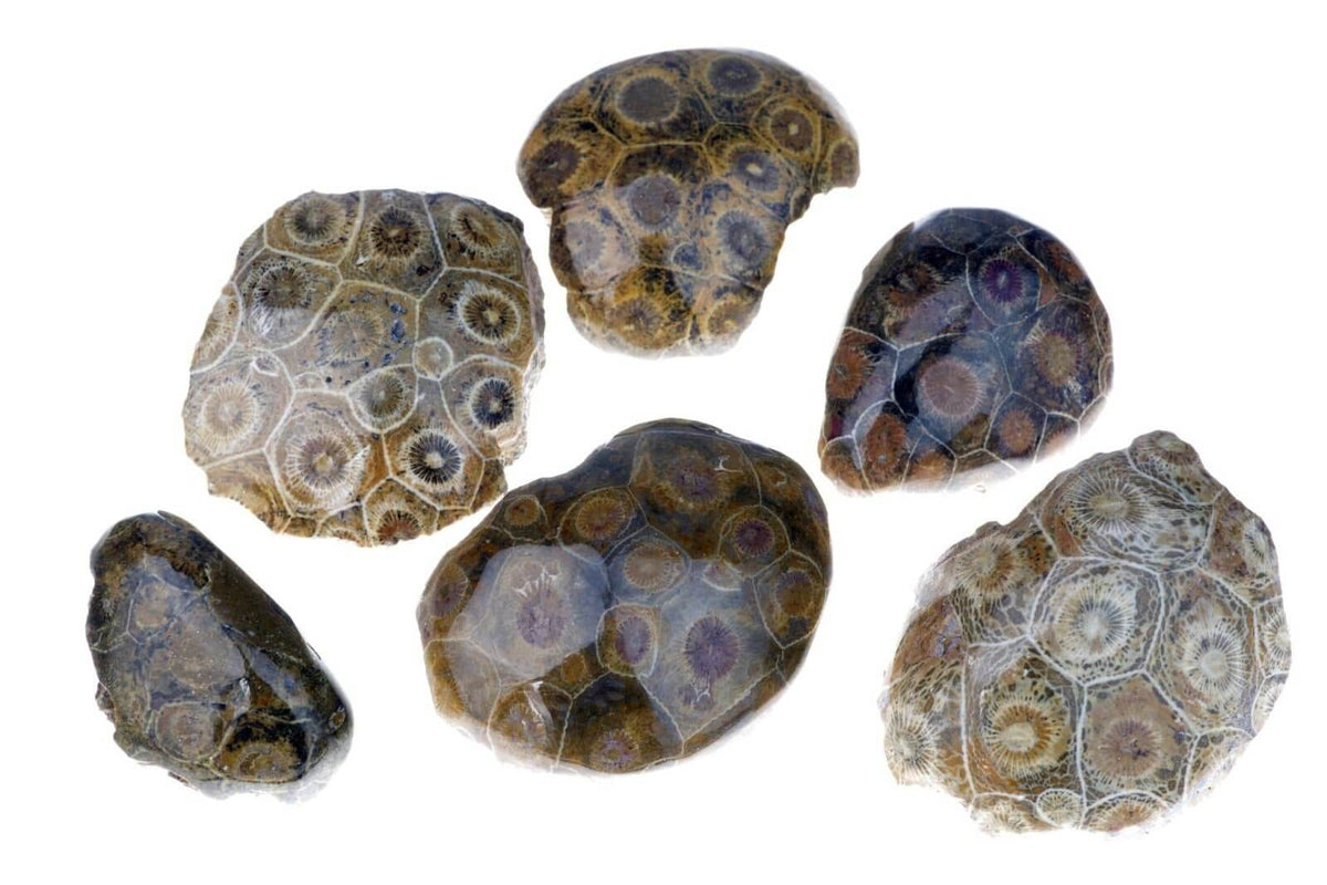 Petrified coral