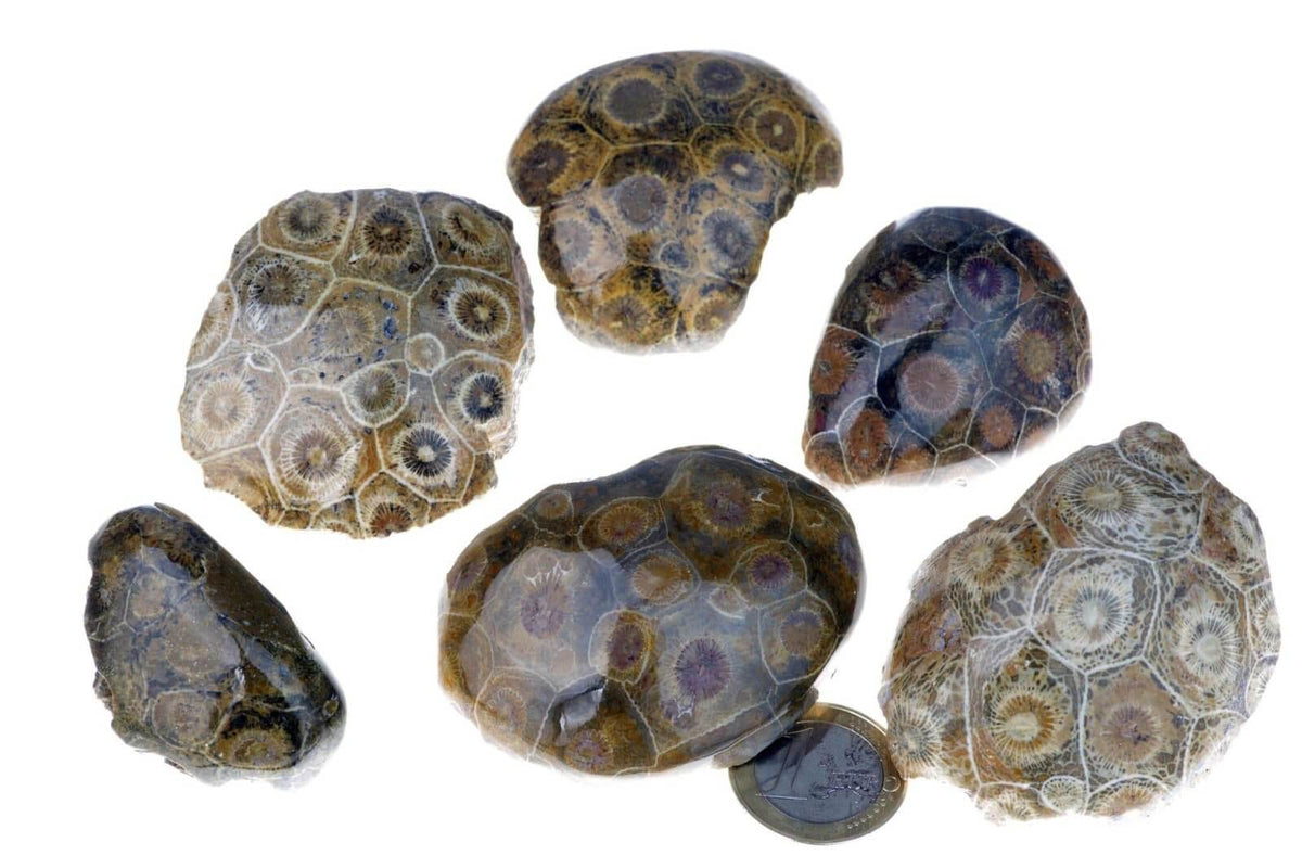 Petrified coral