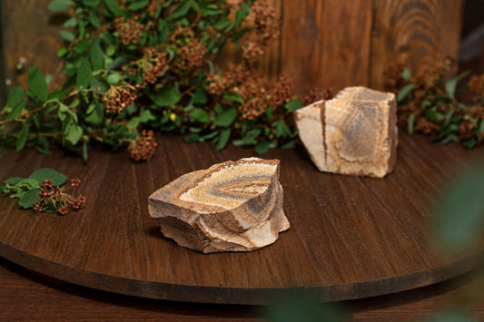 Two pieces of Picture Jasper with concentric bands in beige, brown and grey sit on a dark wooden surface beside greenery.
