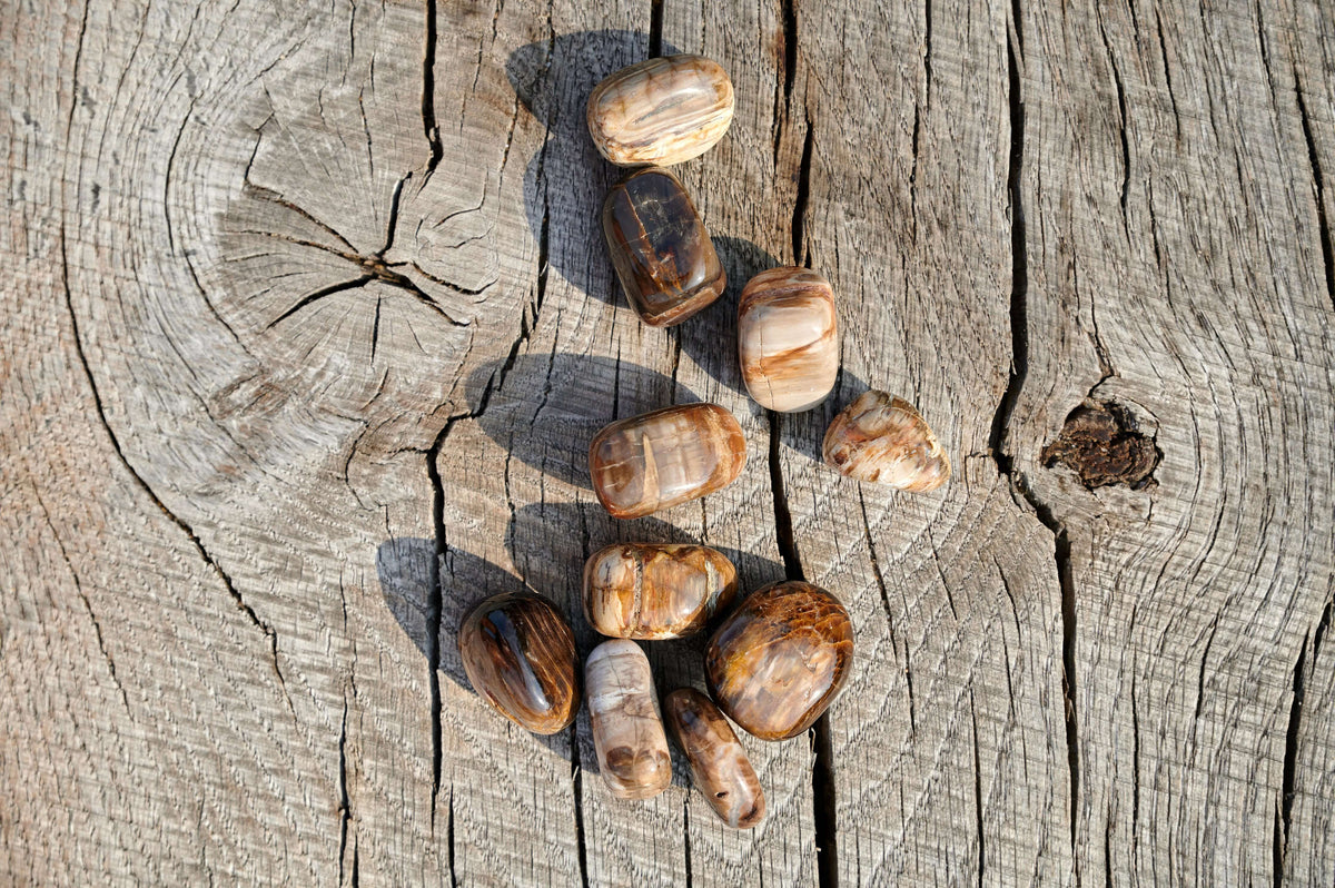 Petrified wood - www.Crystals.eu