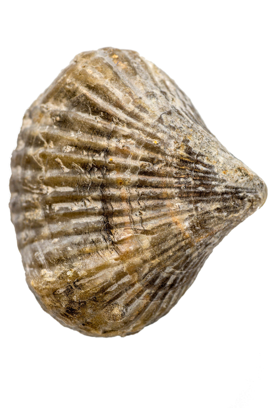 Brachiopoda - Lamp Shell Spell: Hinge of Agreement