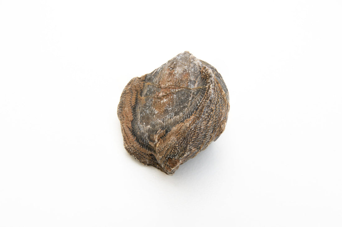 Brachiopoda: Physical & Optical Characteristics