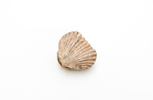Brachiopoda: The Lamp That Remembered the Sea