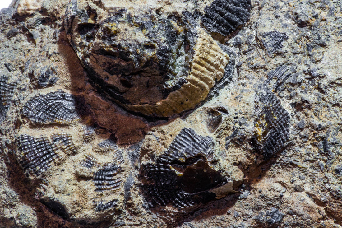 Brachiopoda: Formation, Geologic Settings & Varieties