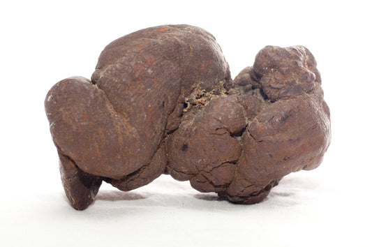 Coprolite