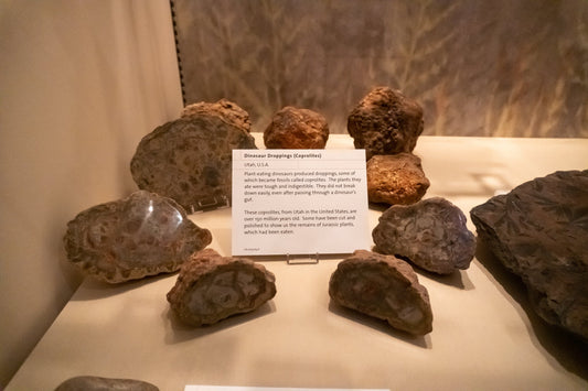 Coprolite: Grading & Localities