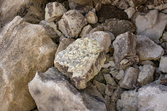 Coprolite: History & Cultural Significance