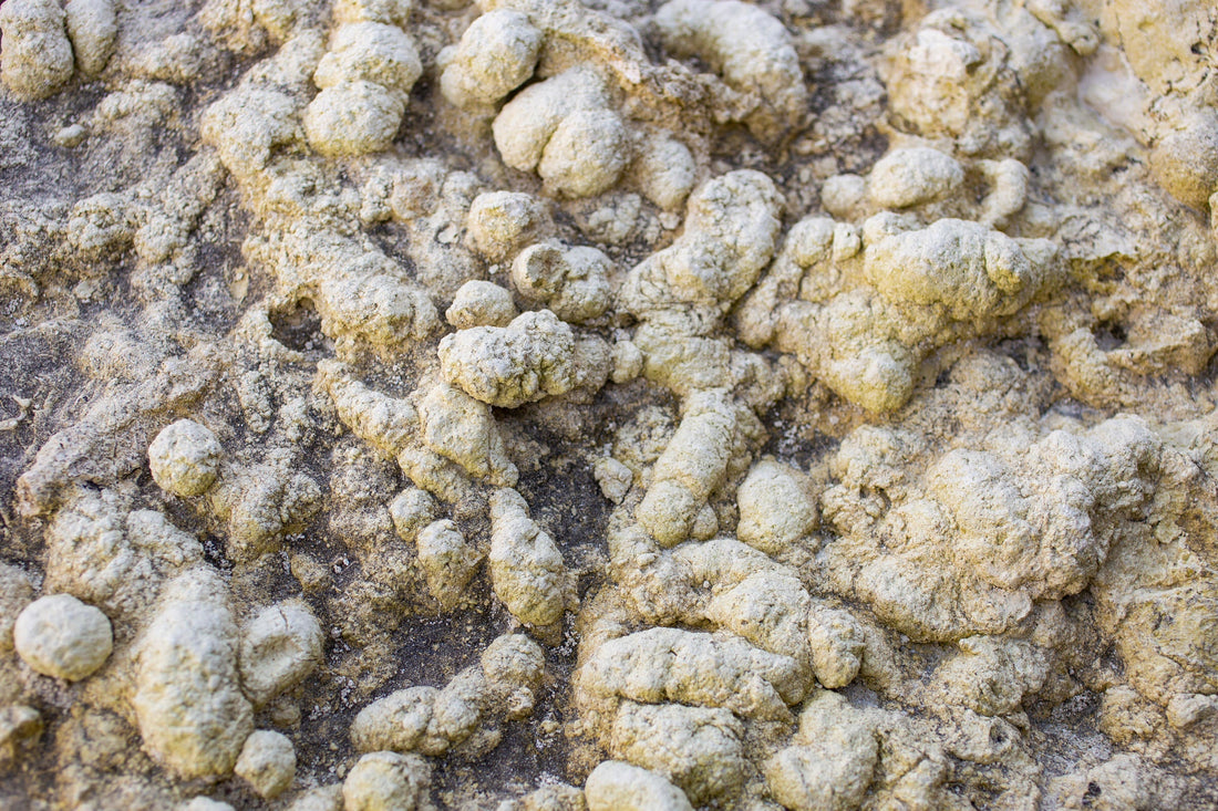 Coprolite: Formation, Geology & Varieties