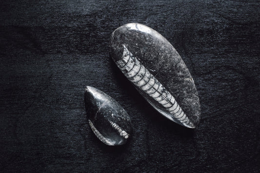 Orthoceras: Legends & Myths — A Global Survey