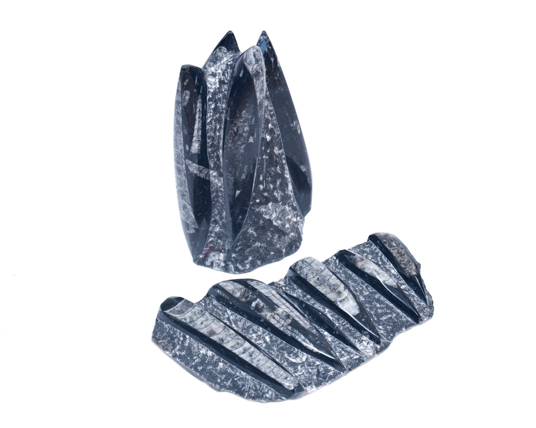 Orthoceras (Orthocone Nautiloid): Formation, Geology & Varieties