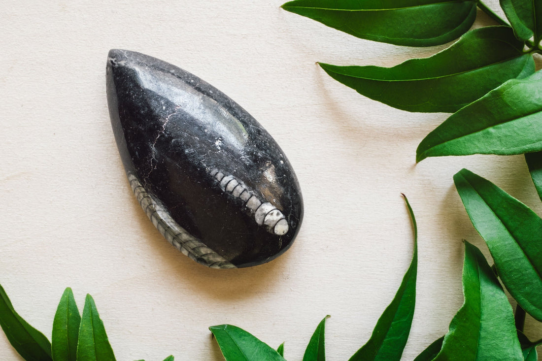 Orthoceras (Orthocone Nautiloid): Physical & Optical Characteristics