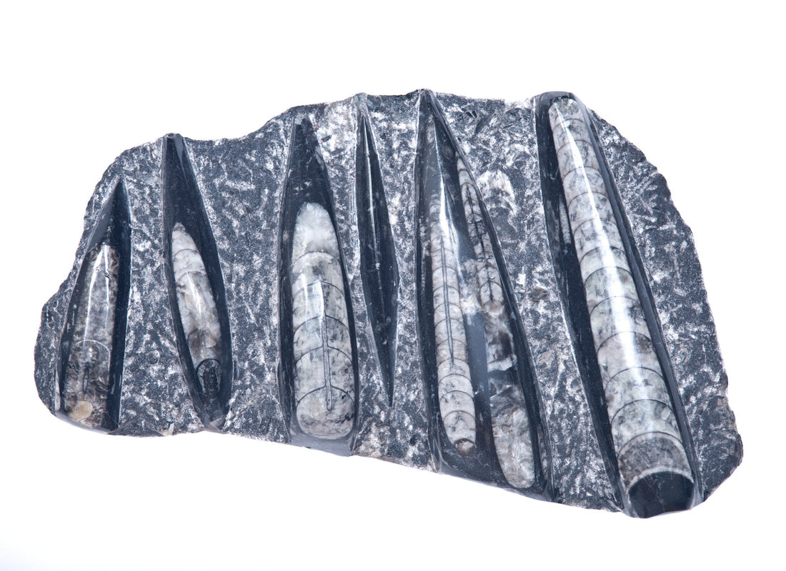 Orthoceras: History & Cultural Significance