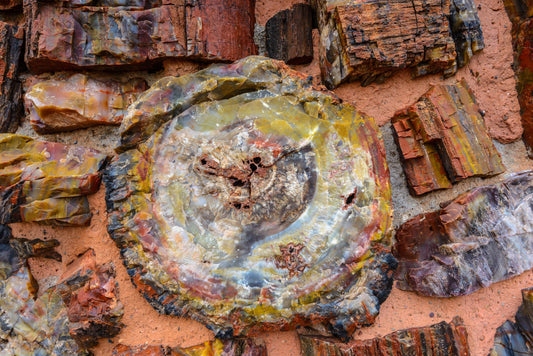 Petrified Wood: Mythical & Magic Uses — A Practical Guide