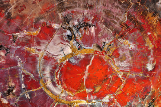 “Chronogrove Anchor” — A Grounding Spell with Petrified Wood