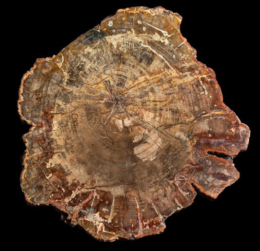 Petrified Wood: Grading & Localities