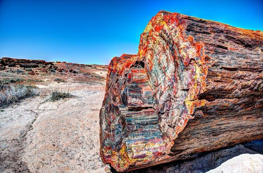 Petrified Wood: History & Cultural Significance