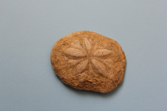 Sea Urchin (Echinoidea): Grading & Localities