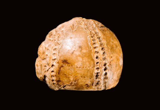 Sea Urchin (Echinoidea): Formation, Geology & Varieties