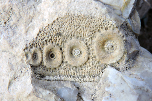 Sea Urchin (Echinoidea): Physical & Optical Characteristics