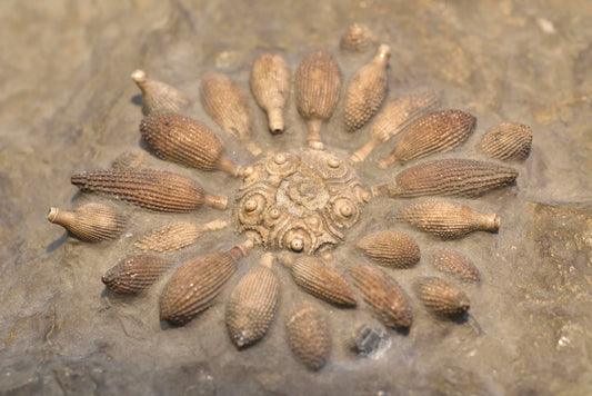 Tide‑Lantern Accord — A Spell with Sea Urchin