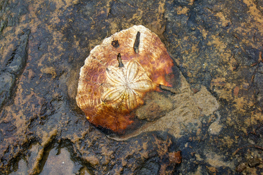 “Lantern of the Tides” — A Sea‑Urchin Legend