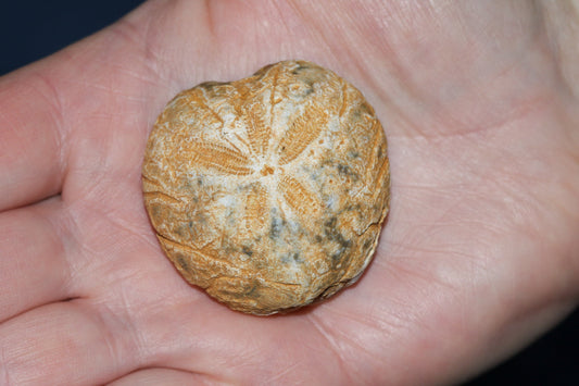 Sea Urchin (Echinoidea): Legends & Myths — A Global Survey